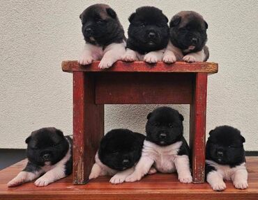 psi mesanci slike: Američka Akita TOP štenci Odgajivacnica TOP WINNER PUPPY sa ponosom