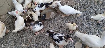 cücə gəncə: Muscovy (Hind) ördəkləri – müxtəlif yaşlarda sürü - Cins: Muscovy — 3