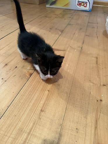 Pişiklər: Erkək, Dişi, Yaxşı əllərə — 4