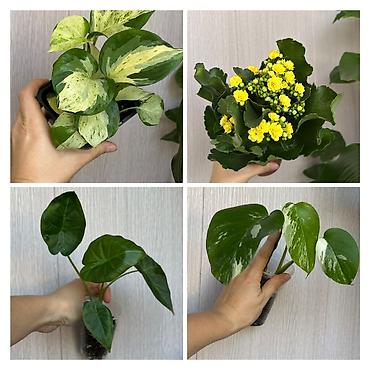 pinky clean бишкек: Комнатные растения в наличии🌿 Как всем известные, так и редкие — 1