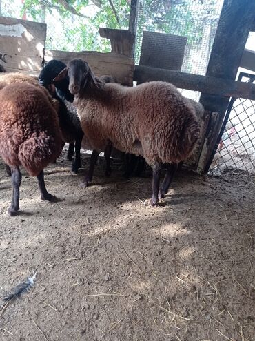 Qoyunlar, qoçlar: Erkək, Qala, il: 1, 75 kq, Damazlıq, Ünvandan götürmə -da lalafo.az — 12 Qoyunlar, qoçlar: Erkək, Qala, il: 1, 75 kq, Damazlıq, Ünvandan götürmə — 12