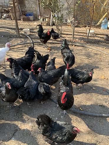 ordək yumurtası: Toyuq, Australorp, Damazlıq, Ünvandan götürmə — 6