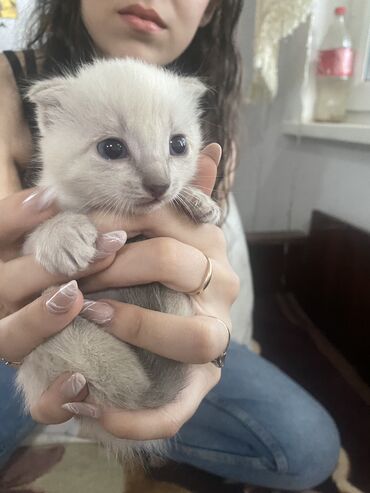 тайская кошка: Скотиш Фолд (Шотландская вислоухая), 1 месяц, Девочка, Серый, Метис, Проглистована