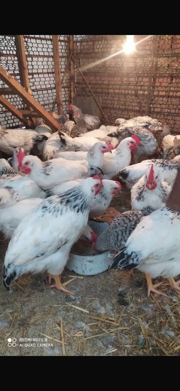 дамашный курица: Продаю | Куры, Цыплята, Инкубационные яйца