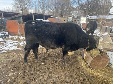 домик для кошки многоуровневый: Продаю | Бык (самец) | На откорм | Привязанные