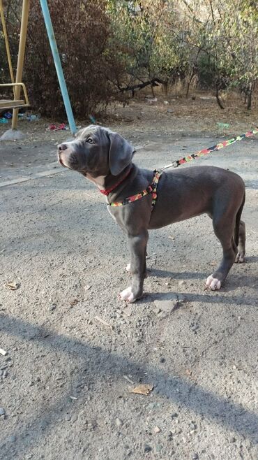 Другие животные: Продаем щенков кубинского питбультерьера, линейное разведение — 10