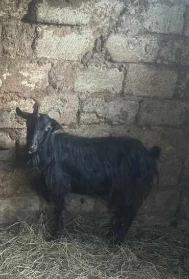 Коровы, быки: Super kok ana keci vacapa yazin yigin