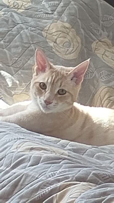 котики в добрые руки: Yaxşı əllərə