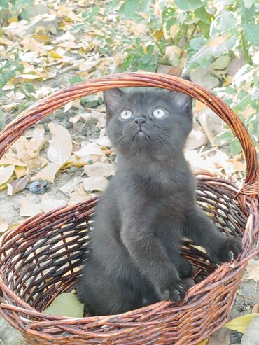 купить собаку фокстерьер: Скотиш Страйт (Шотландская прямоухая), 2 месяца, Мальчик, Шоколадный, Проглистована, С прививками, Приучена к лотку