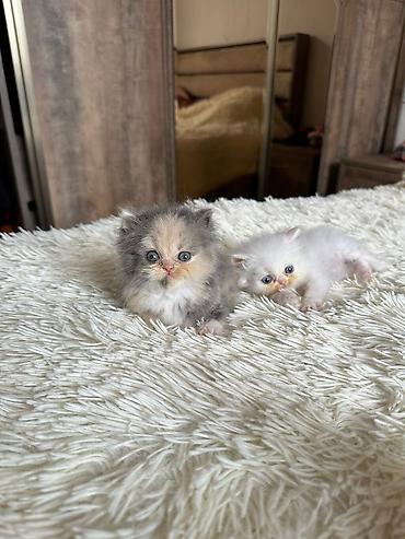 Pişiklər: Fars, Erkək, Dişi, Yaxşı əllərə, Ünvandan götürmə, Pulsuz çatdırılma, Ödənişli çatdırılma — 5