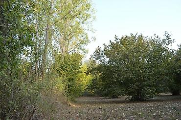 qubada torpaq sahesi satilir: 55 sot, Tikinti, Mülkiyyətçi, Kupça (Çıxarış) — 10