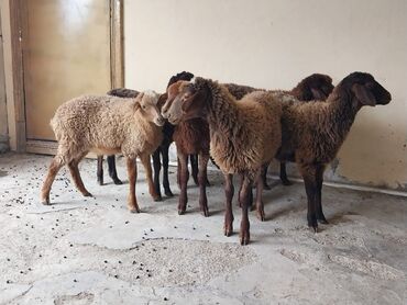 simental inek satışı: Quzu, Erkək, Qala