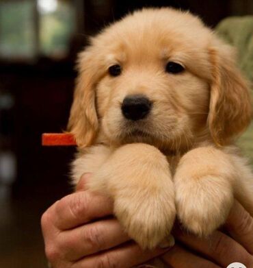 İtlər: Labrador-retriver, 1 ay, Dişi — 7