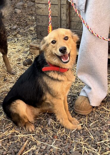 Отдам даром собаку: Собака даром: Дворняжка, 1 год, Самка, С прививкой — 1