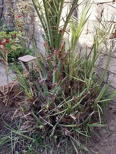 palma agaci satilir: Azı 15 ilin ağacidi Xurma (xurma xurması, Phoenix dactylifera) – həyət — 4