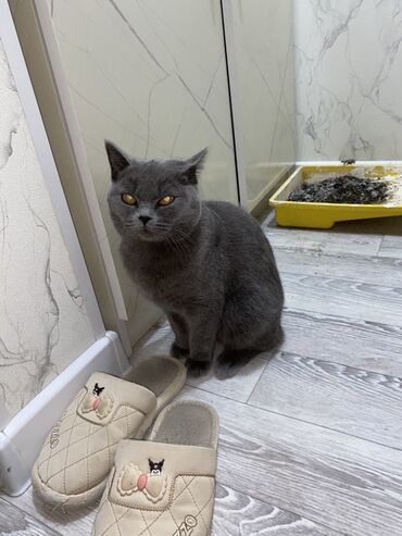 грызуны домашние: Британская короткошёрстная кошка, окрас голубой (однотонный серый)
