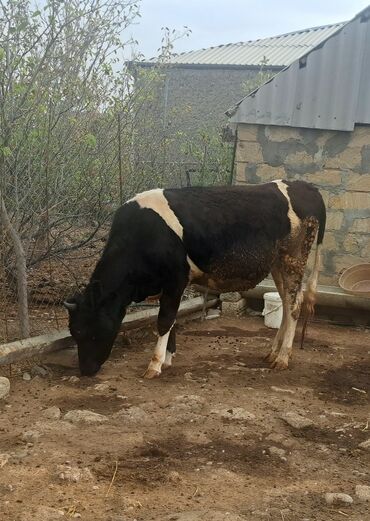cins ineklerin satisi 2019: Dişi, il: 1, Südlük, Ünvandan götürmə