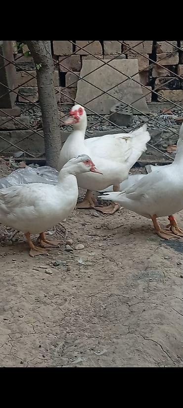 купить джунгарского хомяка: 🦆 Индоутки тяжёлой линии — 2+1 Продаётся семейная группа: 2 уточки + 1 — 1