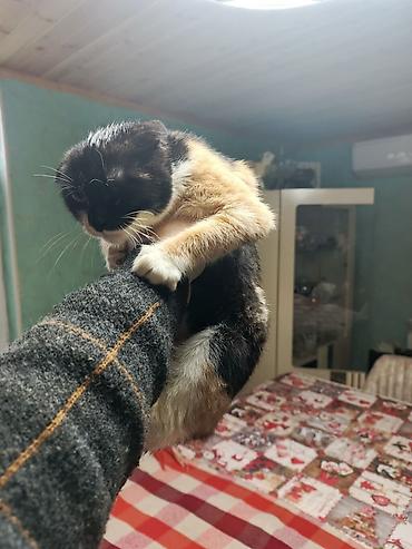 Pişiklər: Şotland — 10