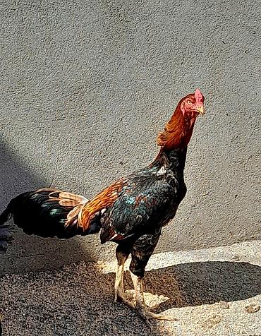 tutuquşu satışı: Heyratı xoruz satılır. Cinsi brazil, 1 yaş 6 aylıqdır. Bala almışam — 6