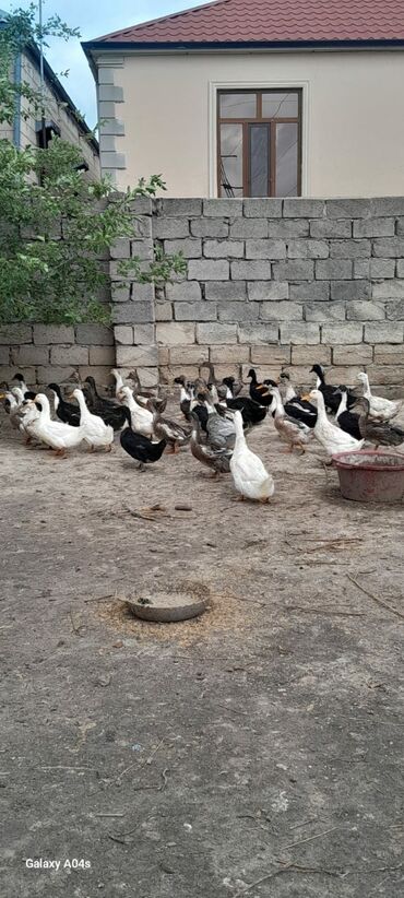 pekin ördəyi: Salam 85 denedi ördek Dişide var Erkekde var