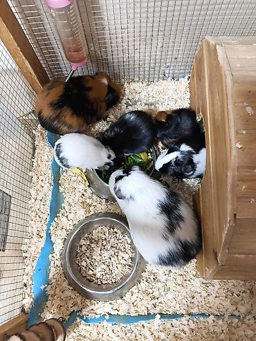 alman ovcarkası satılır: ] 🐹 Ən sakit və ən sübür Ginepiqlər artıq hazırdır! [  ] Evdə səs-küy — 1