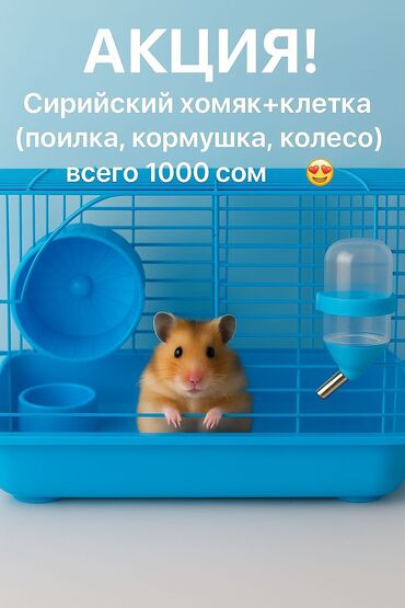 прогулочный шар для сирийского хомяка купить: 🔥 АКЦИЯ! 🔥 Сирийский хомяк (мальчик)+ клетка всего за 1000 сом! 🐹