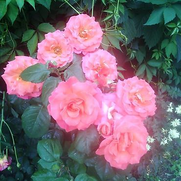 Продажа домов: Дом, 100 м², 4 комнаты, Агентство недвижимости, Евроремонт — 4