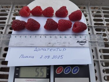 форель каракол: Малина В розницу, Бесплатная доставка, Платная доставка