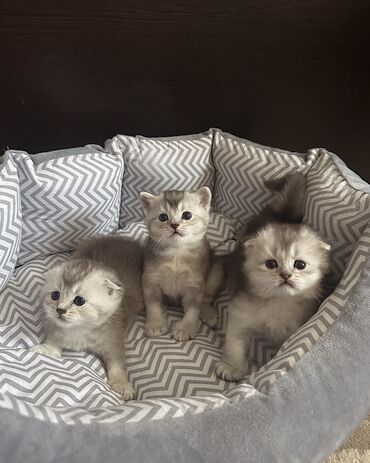 продам домик для кошки: Скотиш Фолд (Шотландиялык шалпаң кулак), 1 айлык, Эркек, Лотокко барууга үйрөтүлгөн, Курттардан тазаланган