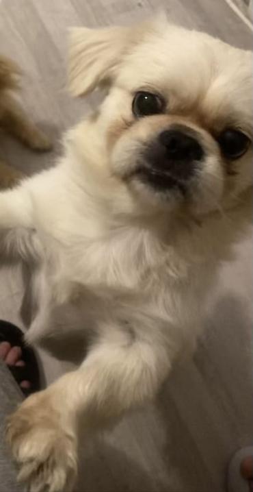Pekines
