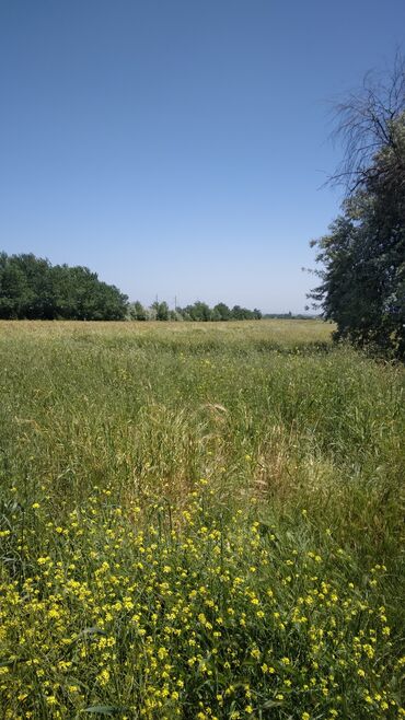 quba alpan kendi: 186 sot, Kənd təsərrüfatı, Mülkiyyətçi, Kupça (Çıxarış)