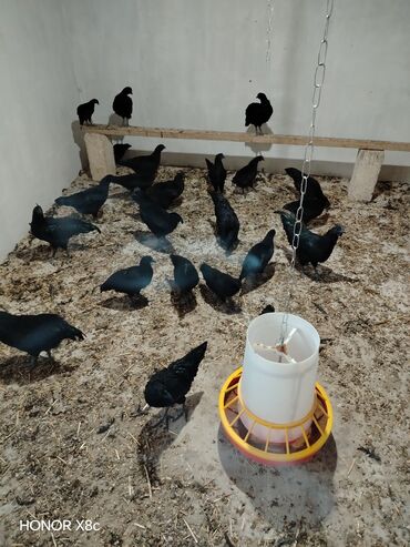 İtlər: Ayam Cemani. Toyuqlar və xoruzlar cütü 150 azn. İki aylıq colpalar