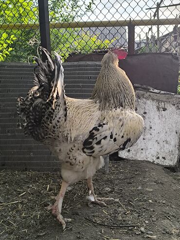 отдам даром охотничью собаку: Петух крупный 🐓 возраст 1.5 года