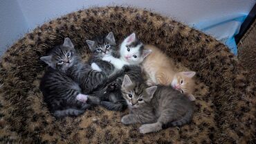 шотландская прямоухая: Кошка даром: Беспородная, 1 месяц, Мальчик, Приучена к лотку