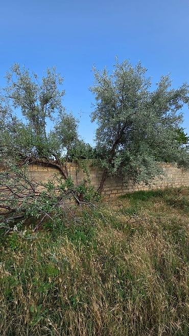 Torpaq sahələrinin satışı: 12 sot, Tikinti, Mülkiyyətçi -da lalafo.az — 13 Torpaq sahələrinin satışı: 12 sot, Tikinti, Mülkiyyətçi — 13