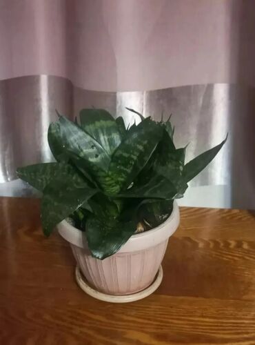 аквариум изготовление: Комнатные растения