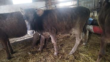 Коровы, быки: Продаю | Тёлка | На откорм — 11