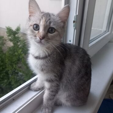 купить британского короткошерстного котенка: Ищу дом и любящую семью для котенка, девочка, возраст примерно 4