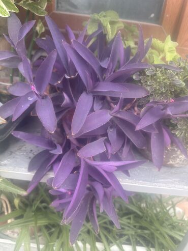 Другие комнатные растения: Комнатные растения — 19