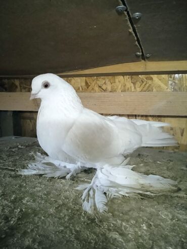 Птицы: Продаю голубей,все молодые прошлогодние.Птицу гоняю.Цены — 4