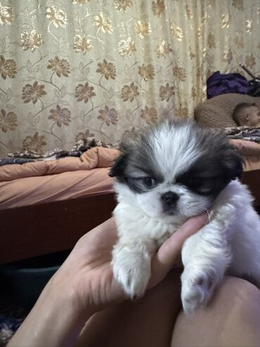 сколько стоит собака породы доберман: Пекинес, 2 месяца, Самка
