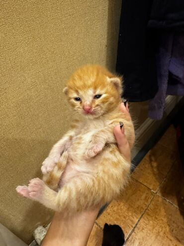 Pişiklər: Erkək, Dişi, Yaxşı əllərə, Ünvandan götürmə, Pulsuz çatdırılma — 8