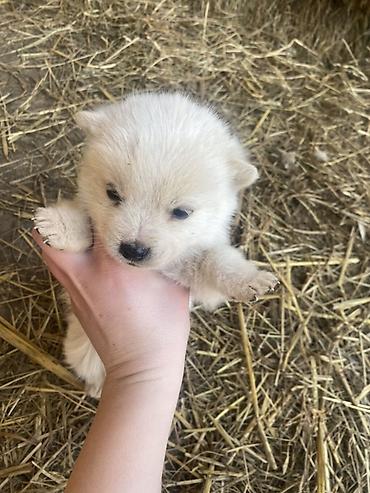 Psi: Štene mesanci otac zlatni retriver retrivera tek prijeli nisu — 4