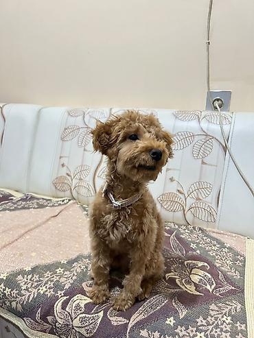mops it: Pudel, 4 ay, Erkək, Peyvəndli — 2