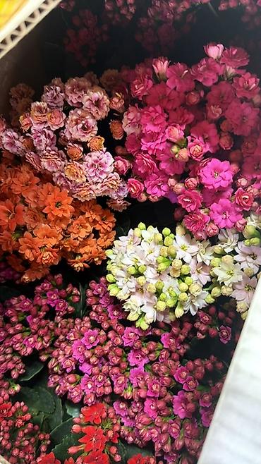 Герани и пеларгонии: Комнатные цветы в горшках — ассортименты расцветок - Цикламен — 2