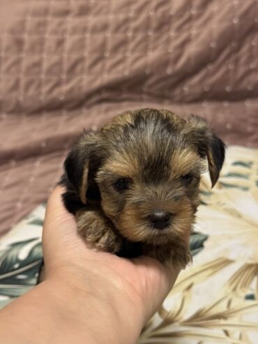 pulsuz it verilir: Йоркширский терьер, 1 месяц, Самец, С родословной