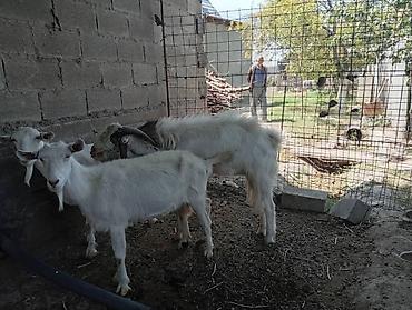 Козы, козлы: Продаю | Коза (самка) | Для молока | Племенные — 27