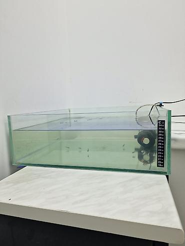 ari ramkasi satisi: Dördbucaq akvarium, Balıqlarla birlikdə, 45 l — 4