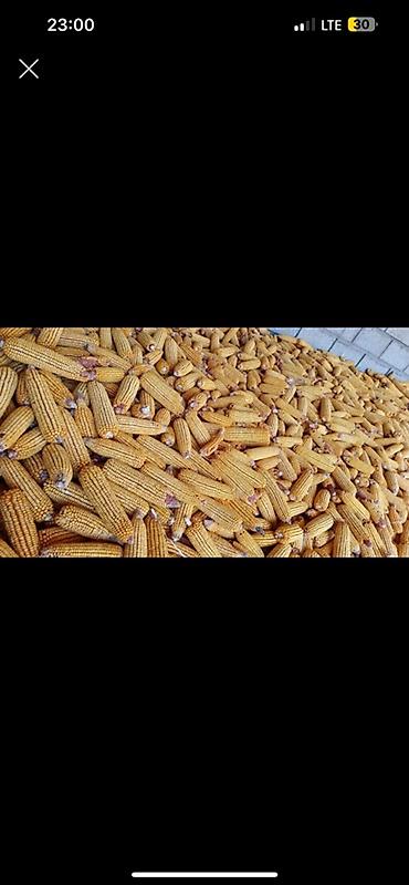 Мака сатылат срочно 20сомдон